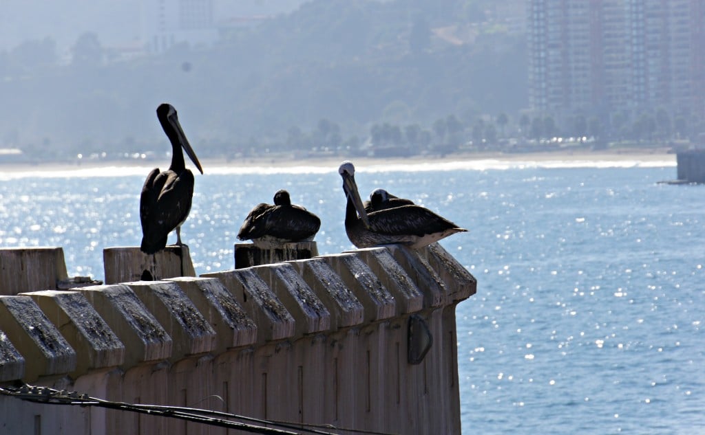 Pelicans Viña del mar
