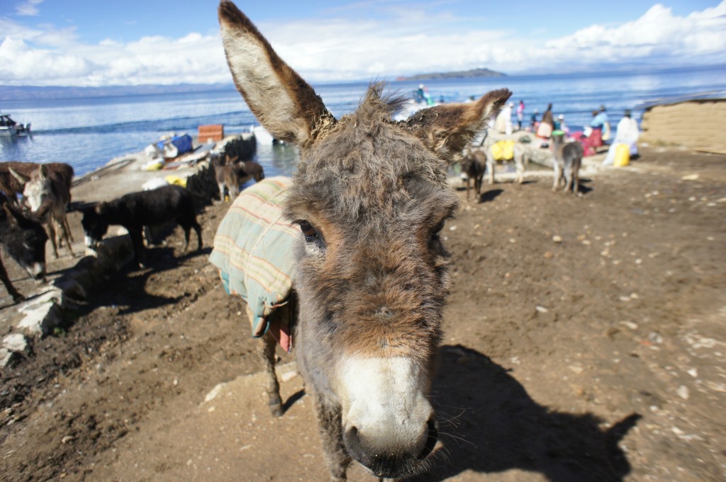 An additional donkey