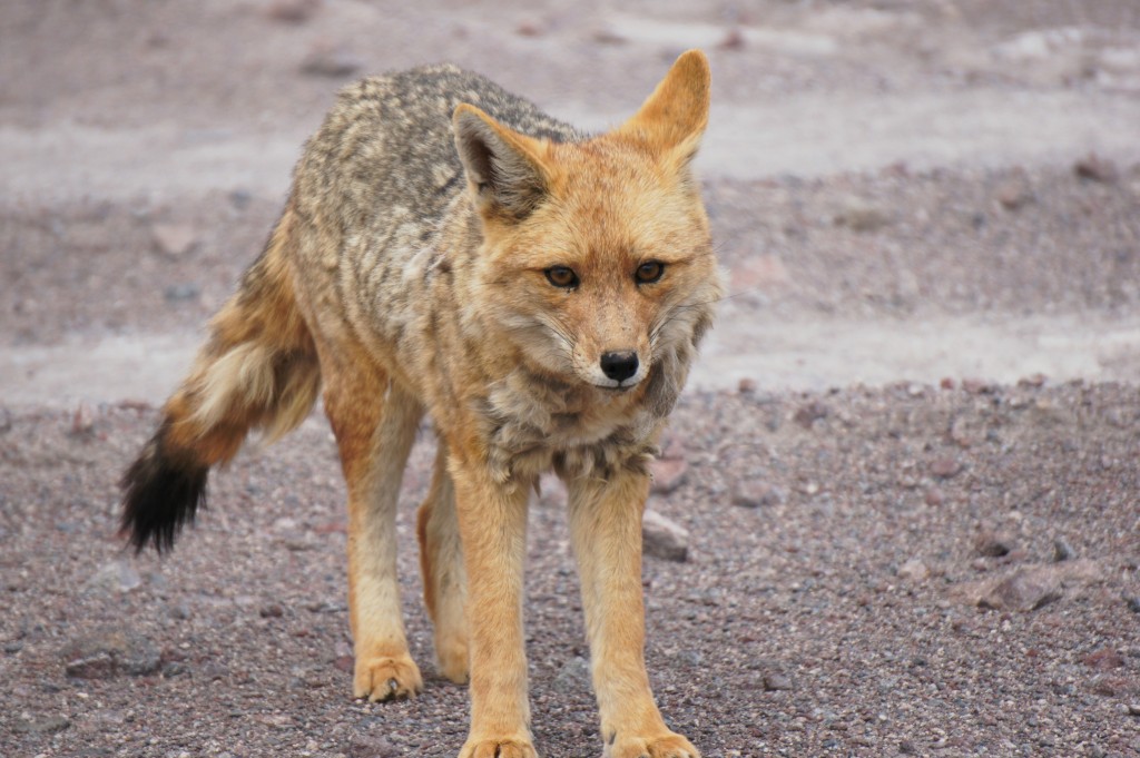 Fox in the desert