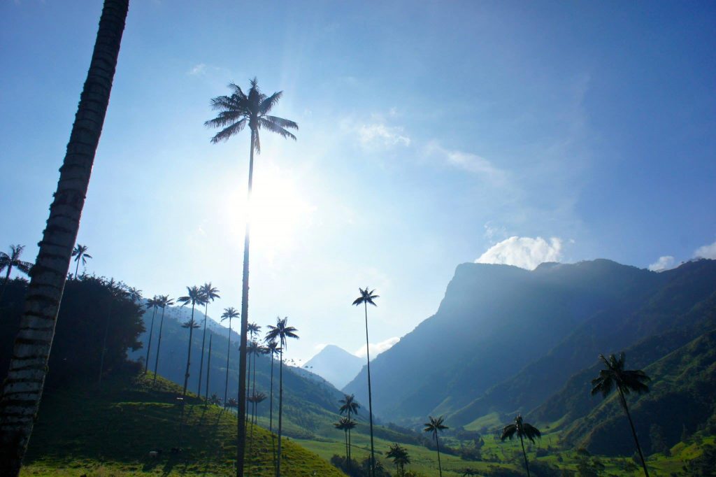 Wax Palm Tree cocora Valley