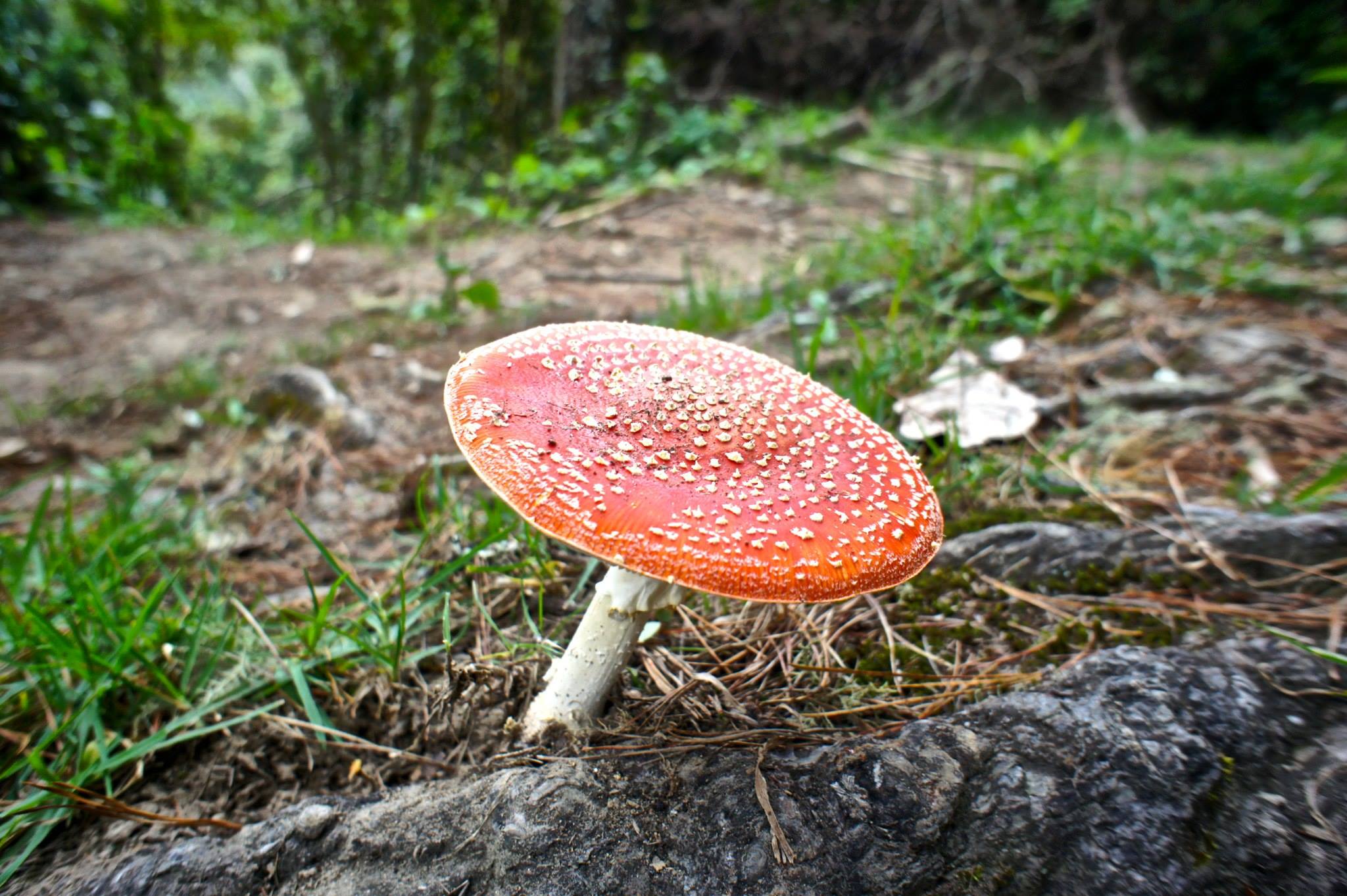 Mushroom in Valle cocora