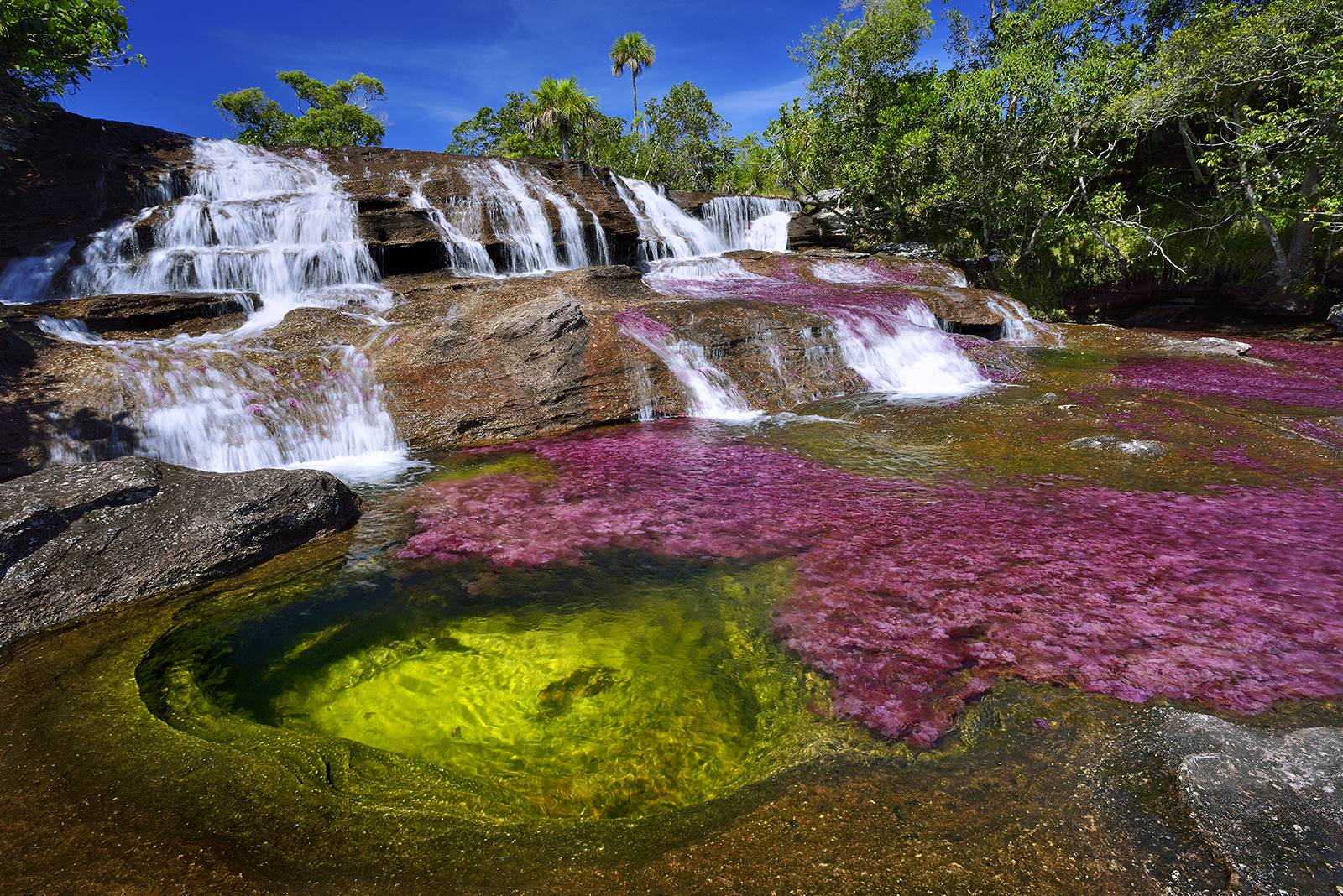 Caño Cristales – The River of Seven Colors