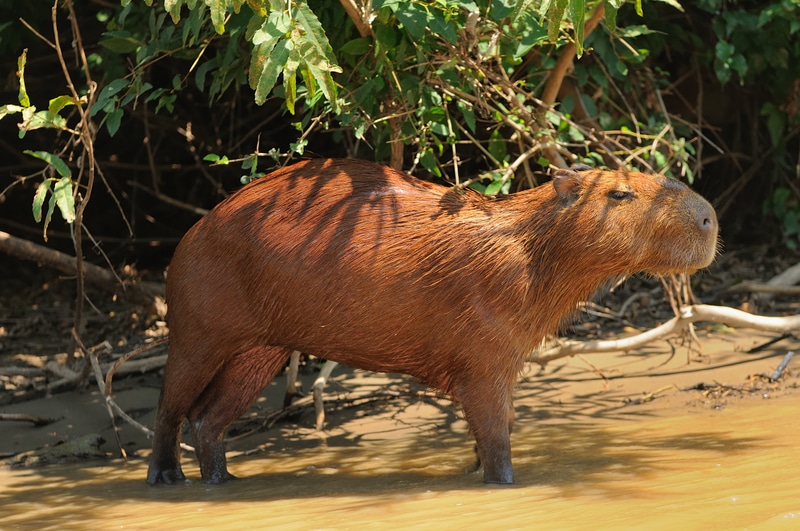 Wild capybara Amazon