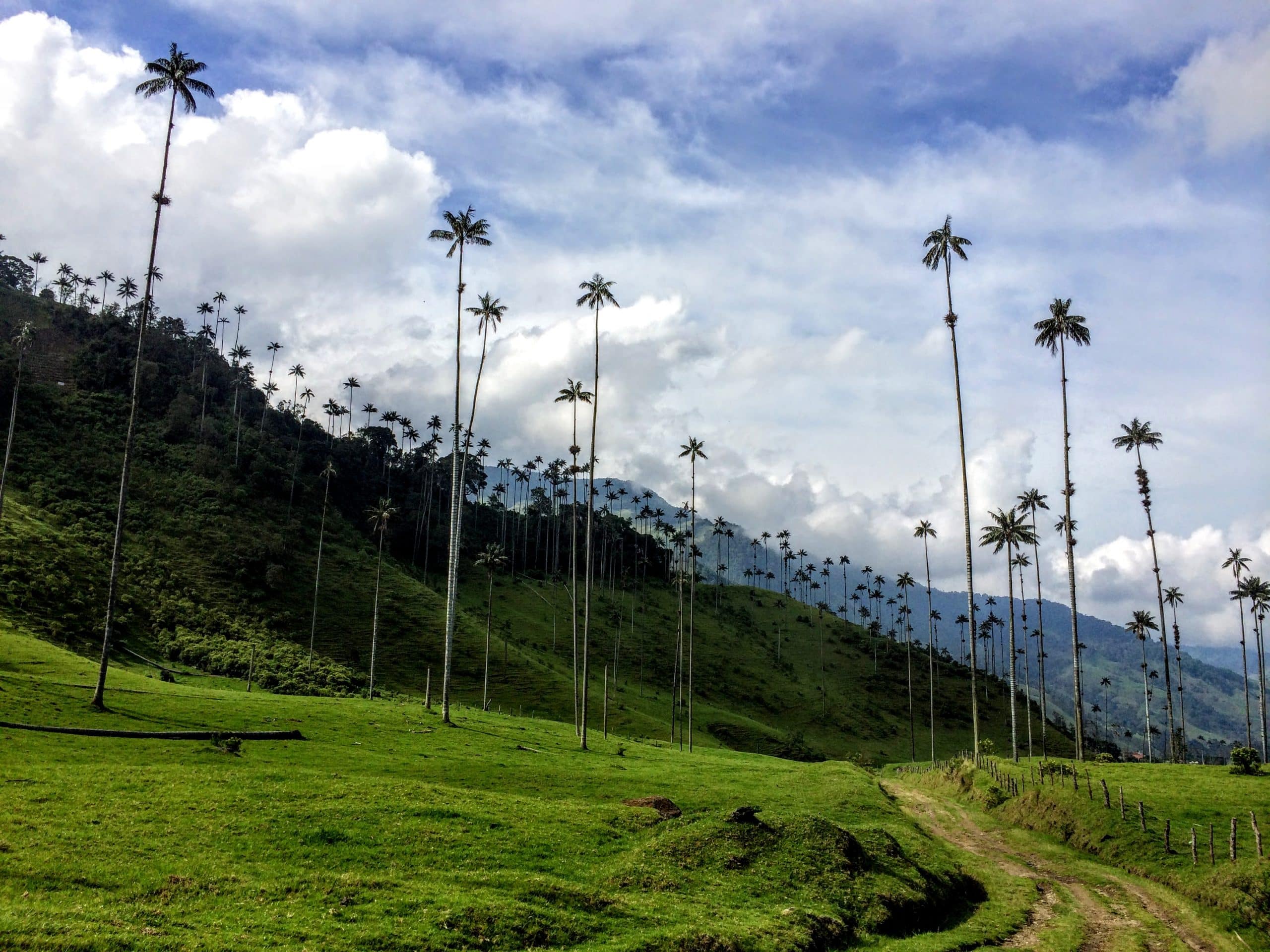 Valle de Cocora - Reise durch Kolumbien in 3 Wochen